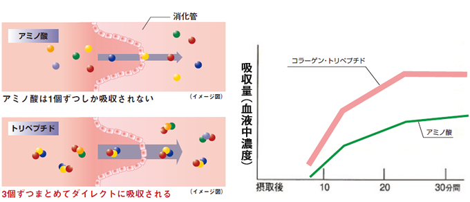 コラーゲン・トリペプチドの特徴