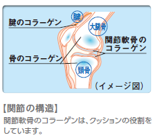 コラーゲン・トリペプチドの効果