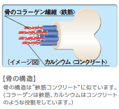 コラーゲン・トリペプチドの効果